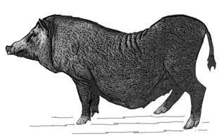 Moo Lat-3-GR.jpg